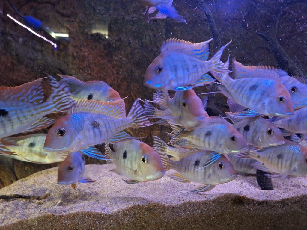 Zuid Amerikaanse cichliden - Geophagus pyrocephalus, Poisson, Poisson d'eau douce