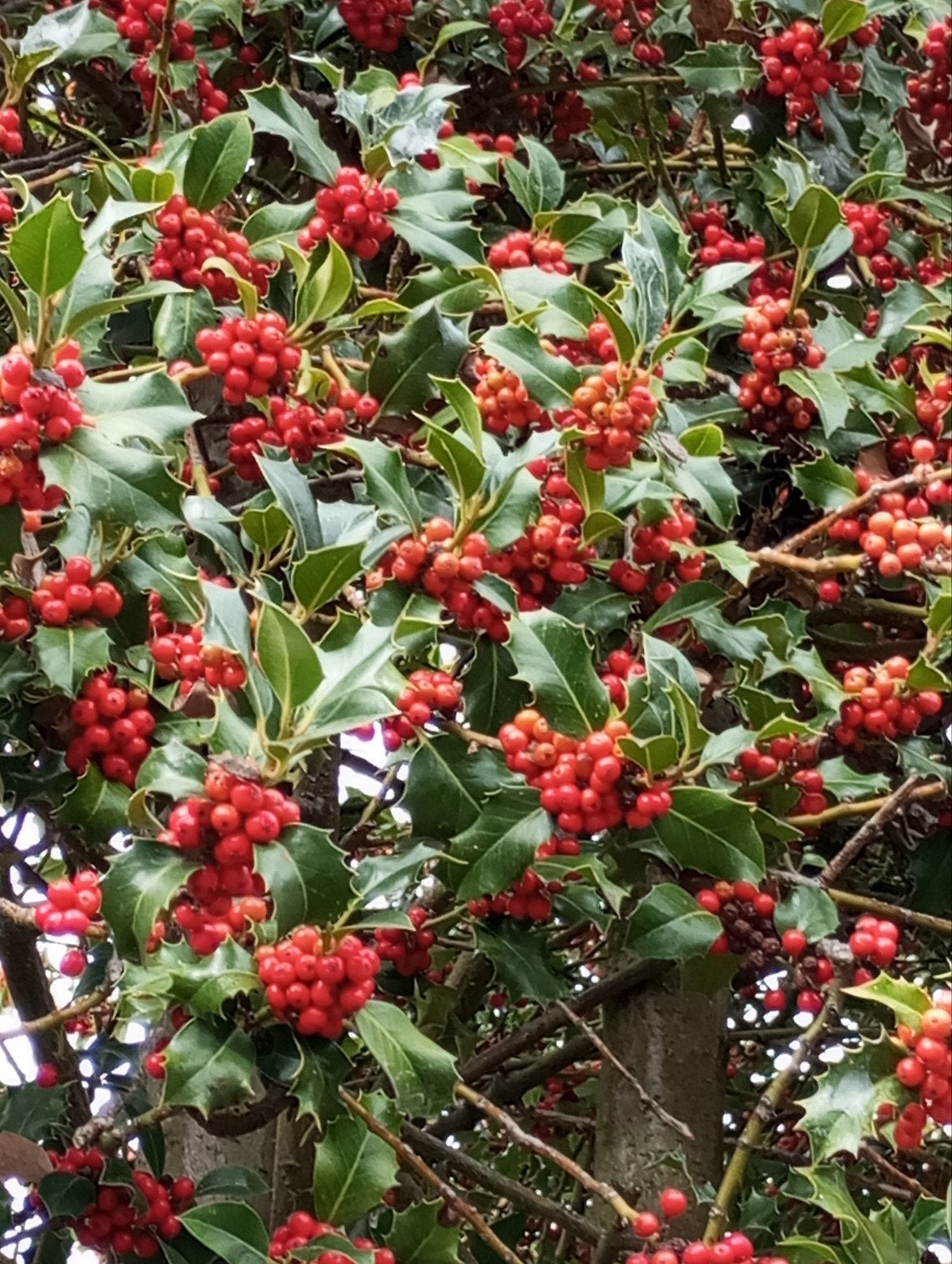 hulst takken voor kerstmis, Ophalen