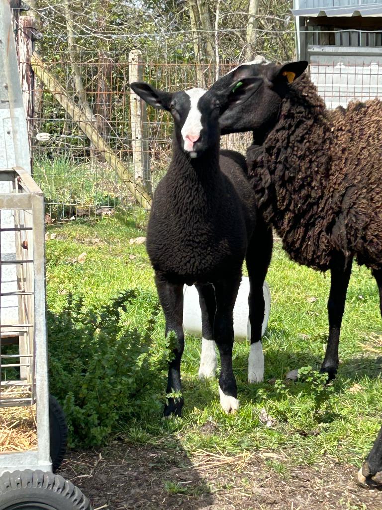 Zwartbles lammeren, Plusieurs animaux, Mouton, 0 à 2 ans