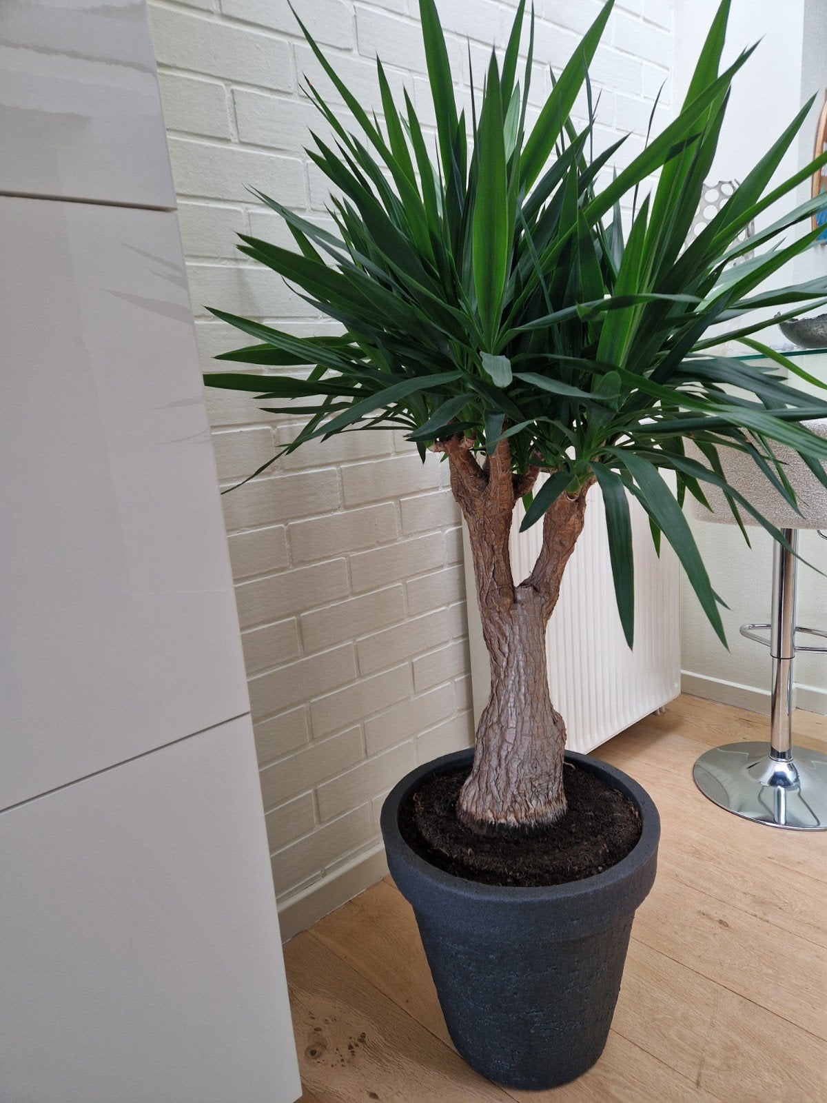 Prachtige yucca in pot., Ophalen, Yucca, In pot