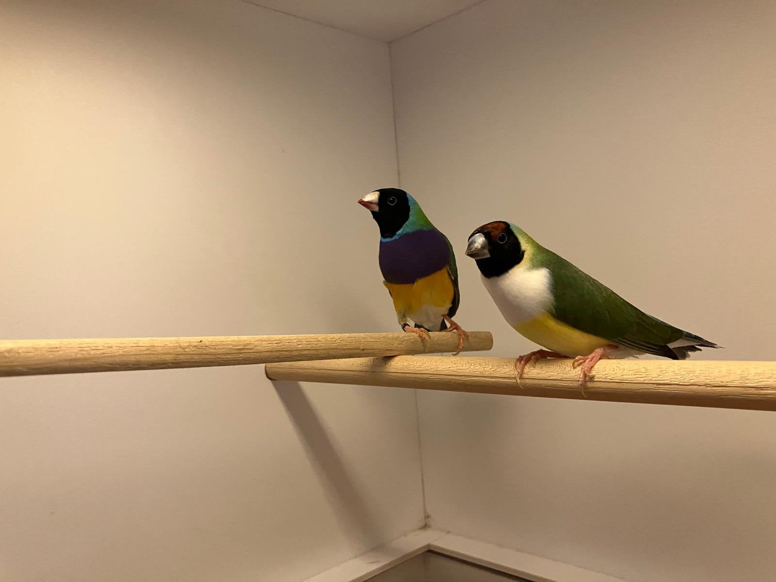 Koppel gouldamadines, Dieren en Toebehoren