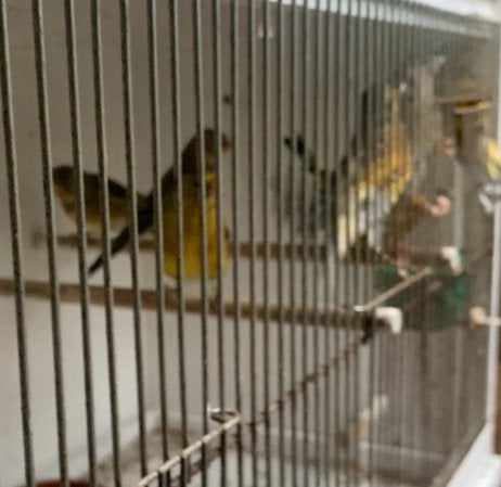 Kruising distelvink kanarie