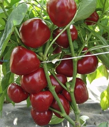 5 zaden kleine dikwandige paprika Dumas, Tuin en Terras, Verzenden, Voorjaar, Volle zon, Zaad