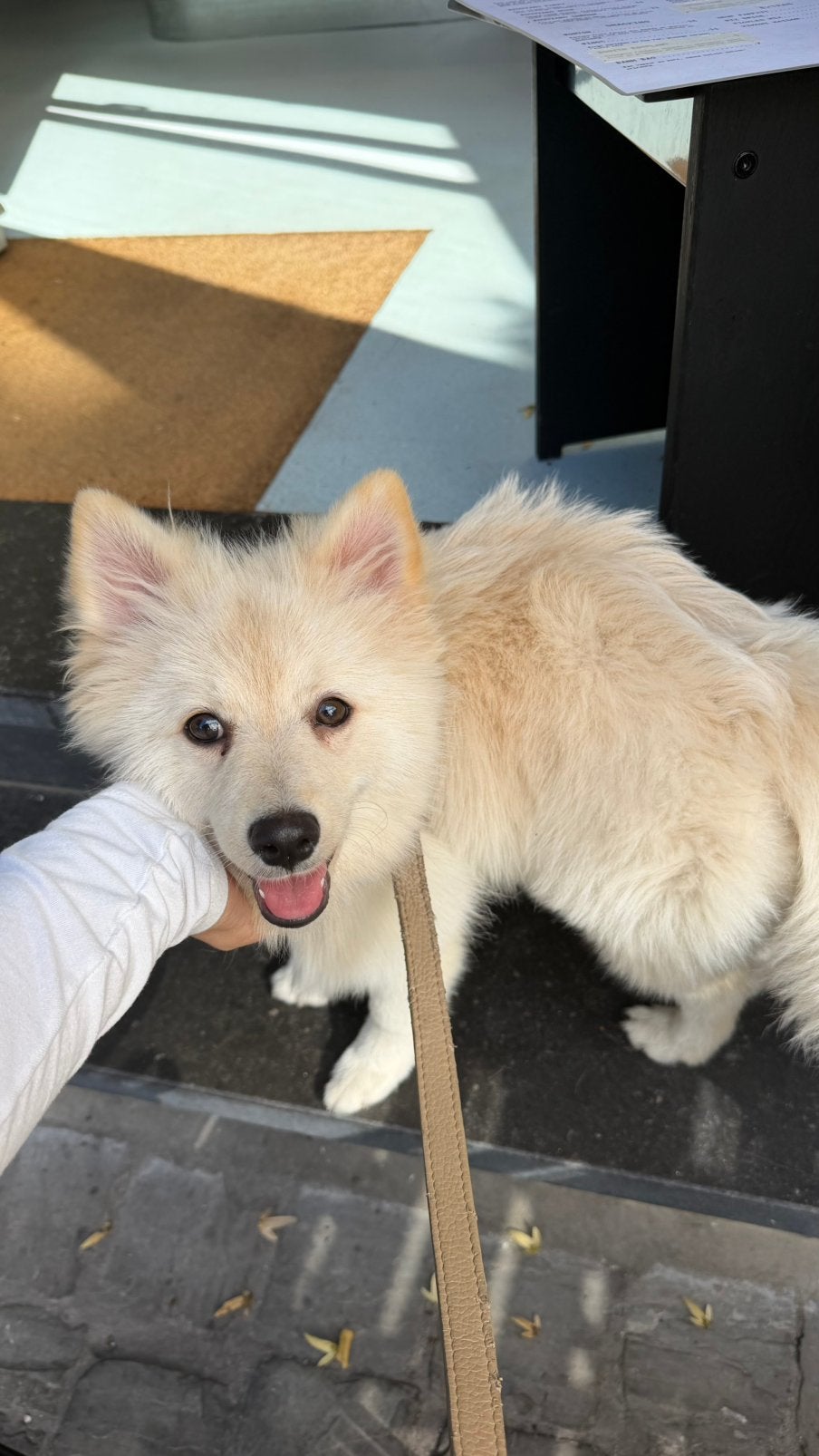 Spitz allemand, Maladie de Carré (chiens), Particulier, Chien (mâle), Belgique