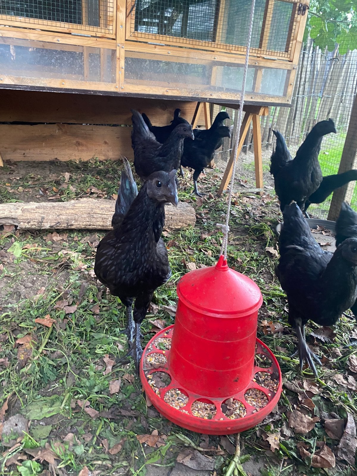 Ayam cemani hennen en hanen, Dieren en Toebehoren, Meerdere dieren, Kip