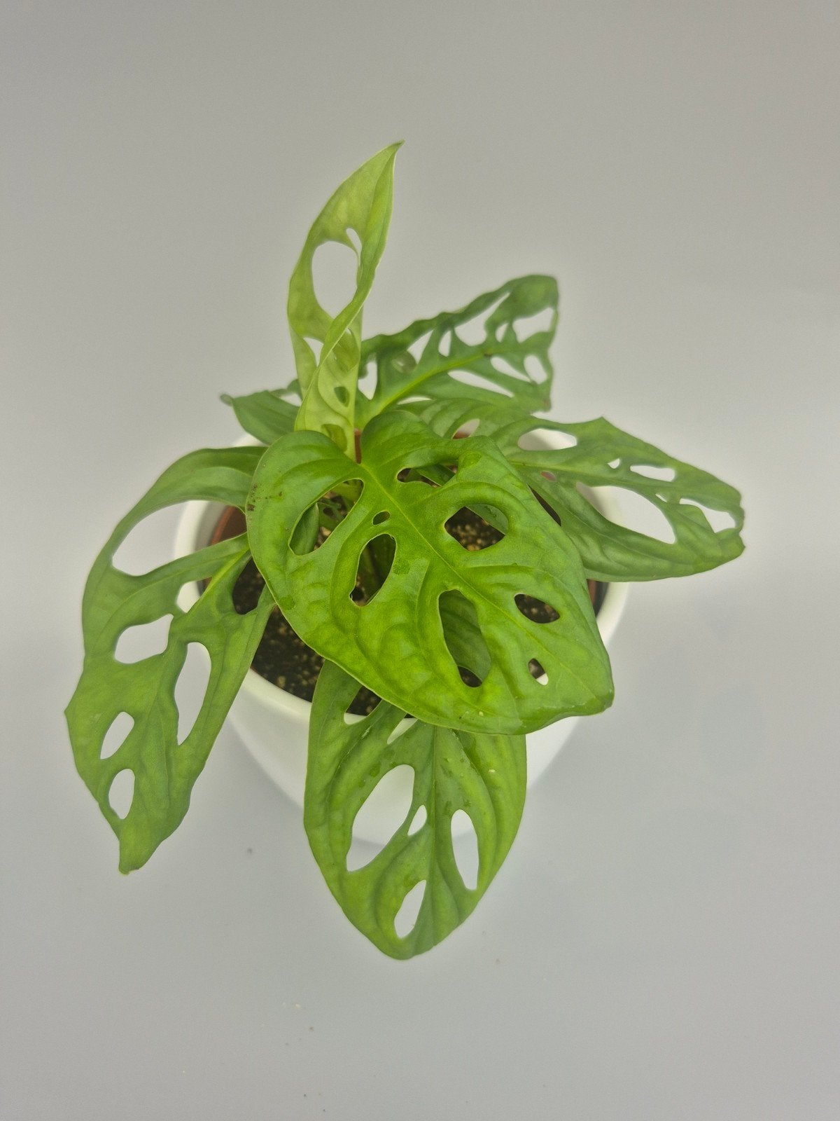 monstera adansonii, Enlèvement ou Envoi