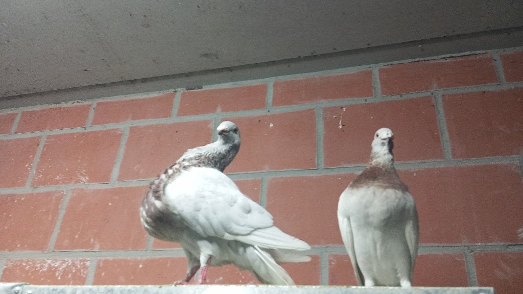Spanse Jennense kroppers, Animaux & Accessoires, Oiseaux | Pigeons, Plusieurs animaux, Boulant
