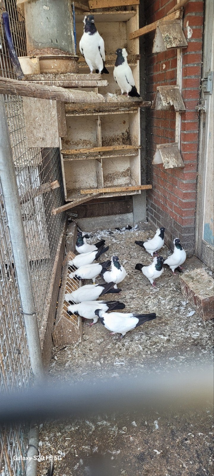 Pigeons nonnes allemands, Animaux & Accessoires