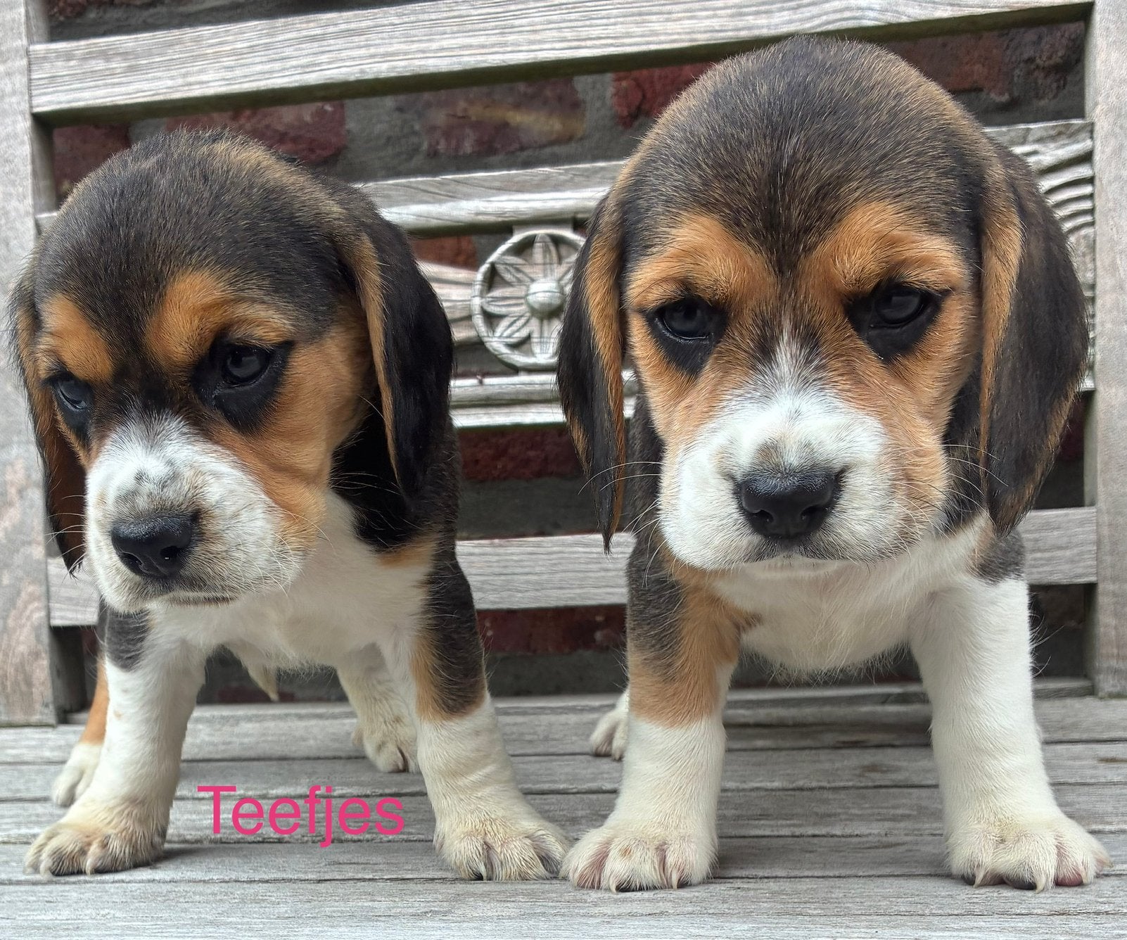 Beagle pups, Dieren en Toebehoren, Parvo, België, Standaard, 8 tot 15 weken