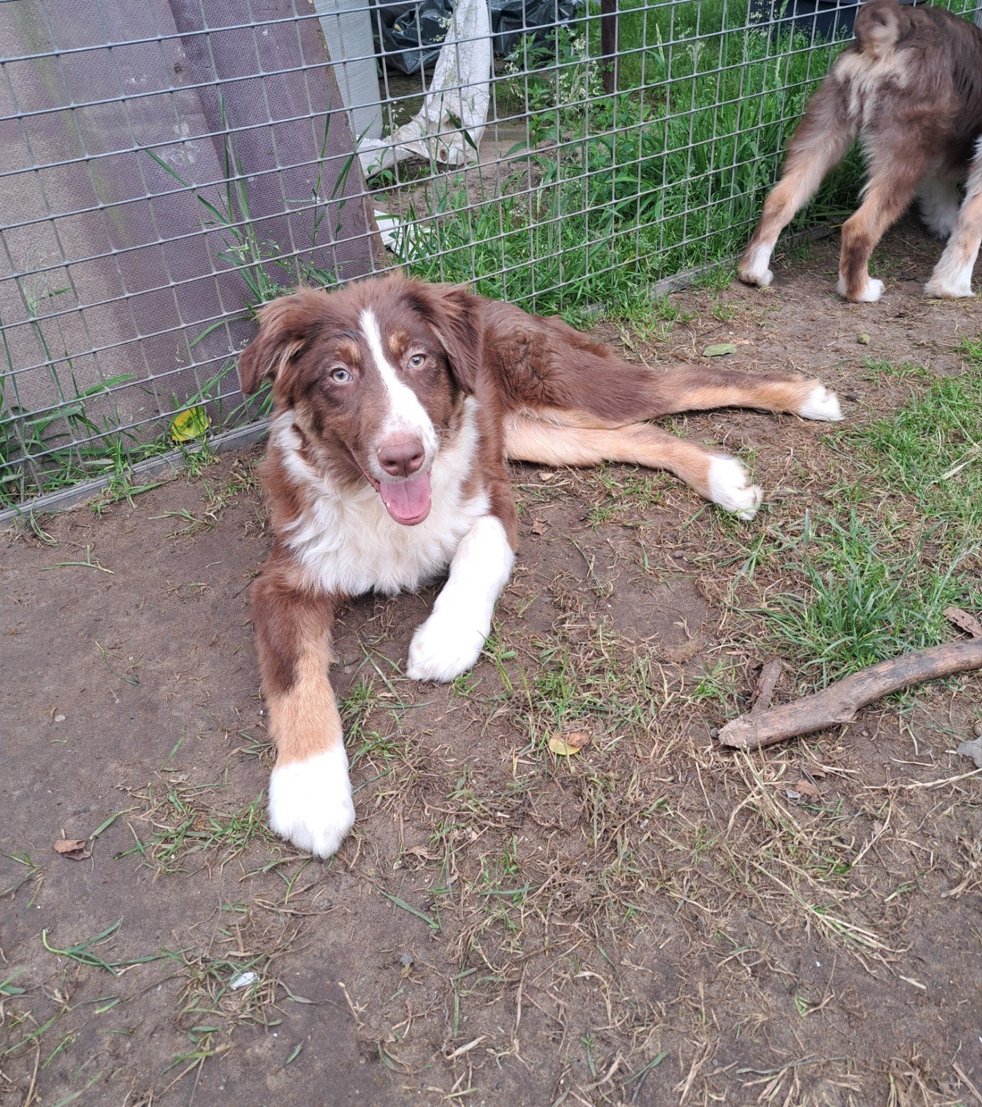 Lieve Australische herder pups op boerderij ouders aanwezig, Dieren en Toebehoren, Parvo, België, 15 weken tot 1 jaar, Meerdere