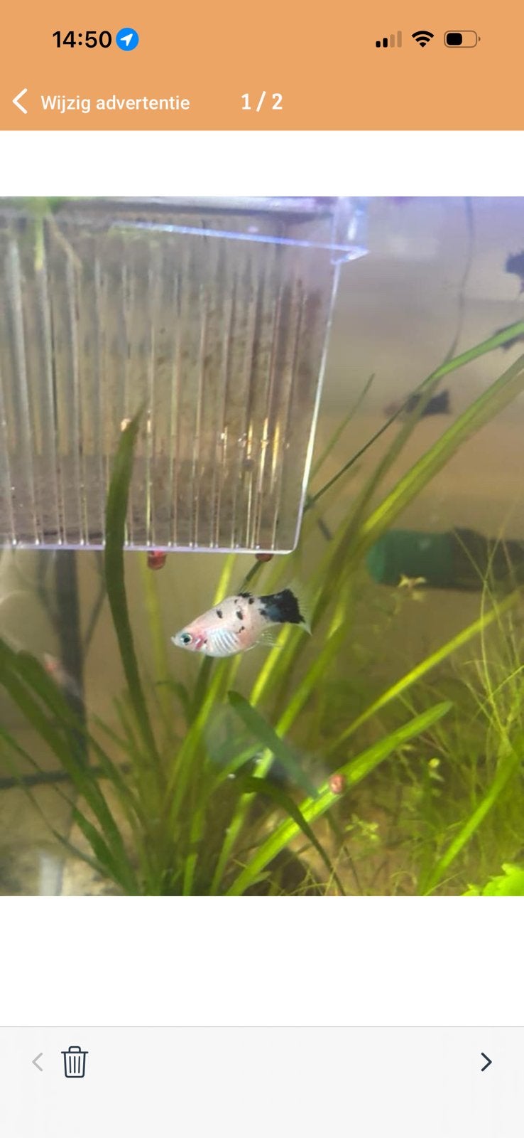 Rasechte Panda Platy’s (Zeldzaam!), Vis