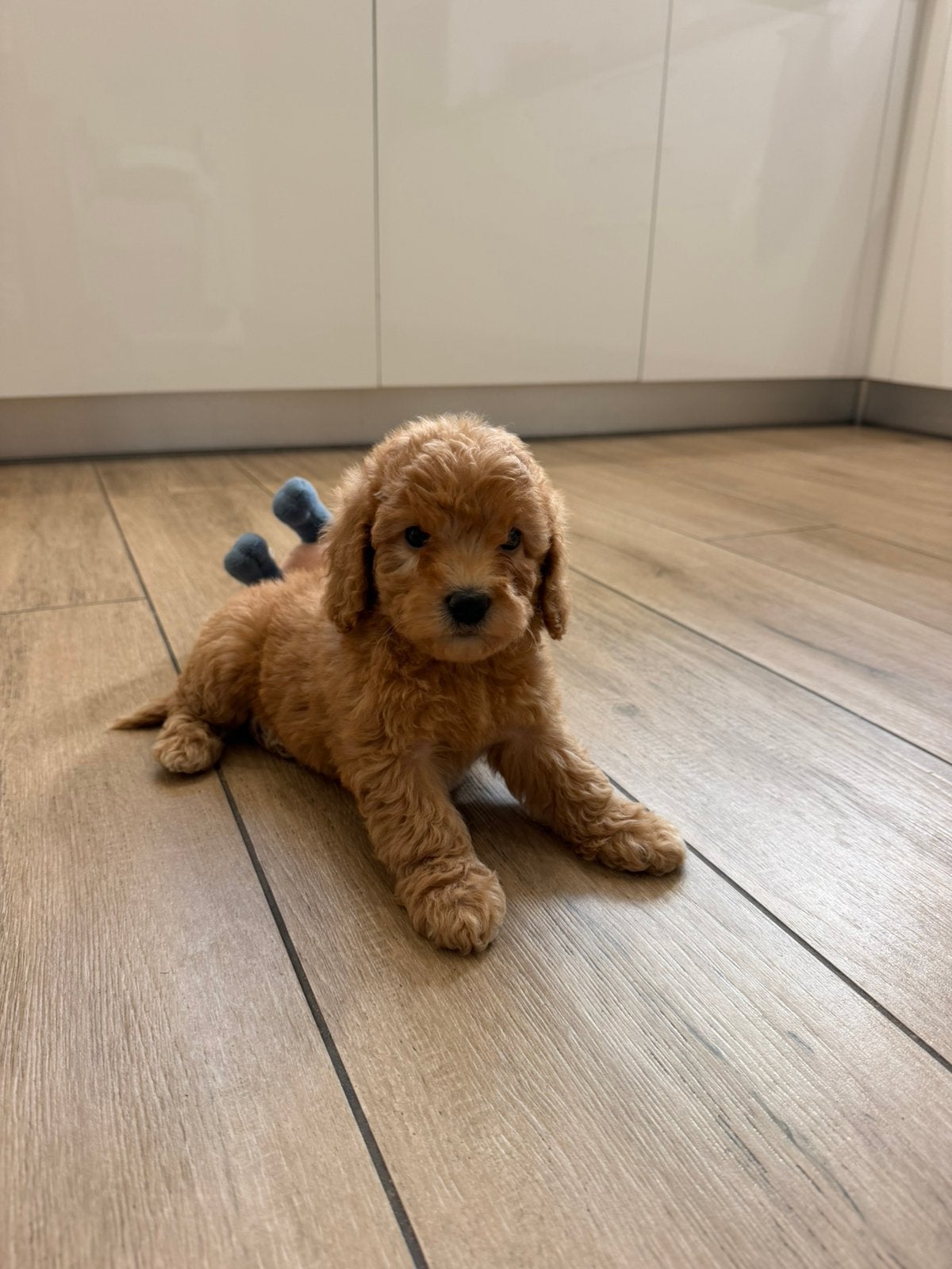 Kleine dwergpoedelpups, Dieren en Toebehoren, Poedel, België, Particulier, CDV (hondenziekte)