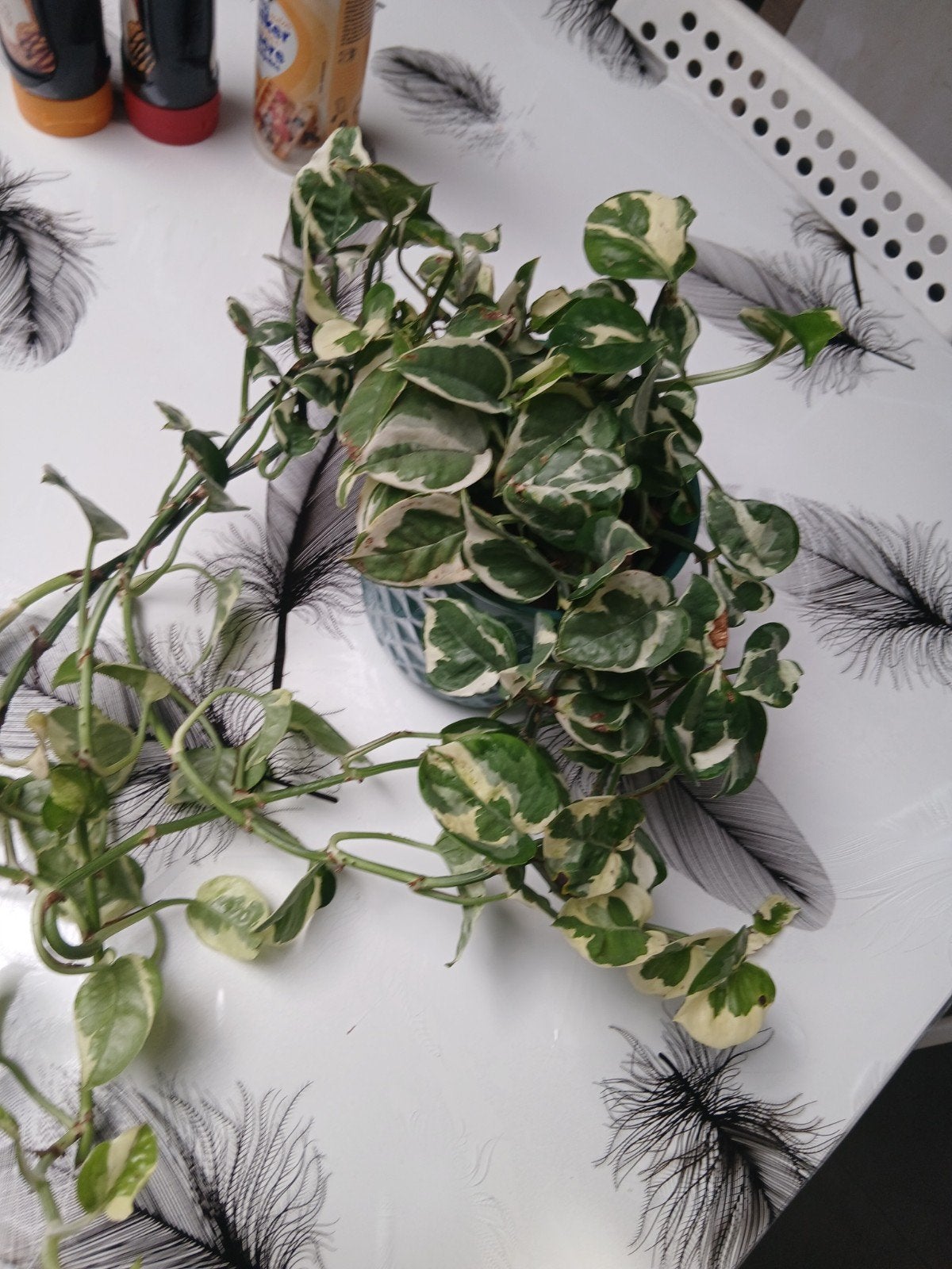 epipremnum enjoy, Ophalen