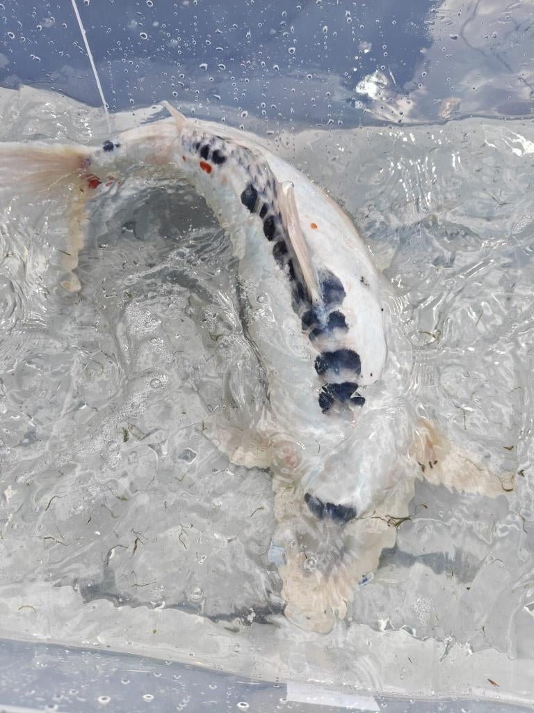 Koi, Animaux & Accessoires, Poissons | Poissons d'étang, Carpe ou Koï