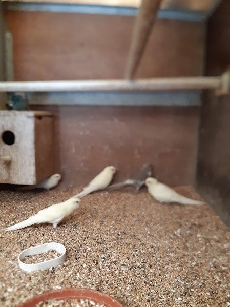 kakariki, Dieren en Toebehoren, Meerdere dieren, Parkiet, Geringd