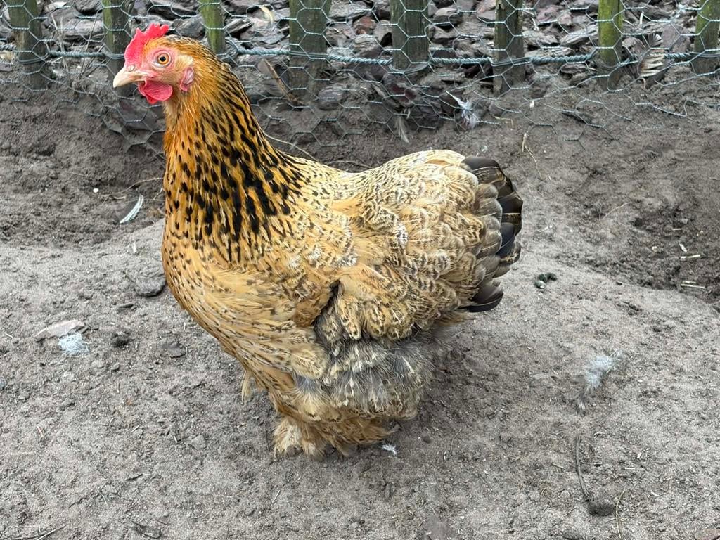 Cochinkrielen, Dieren en Toebehoren, Pluimvee