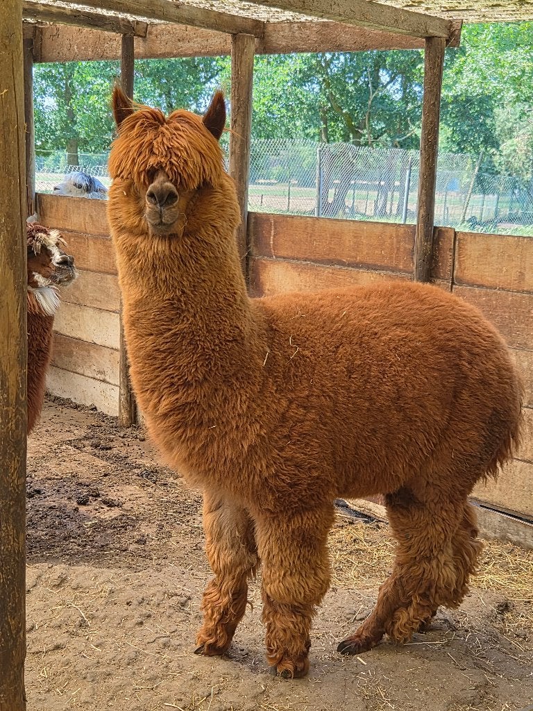 alpaca hengst, Animaux & Accessoires, Animaux Autre, Mâle, Janvier