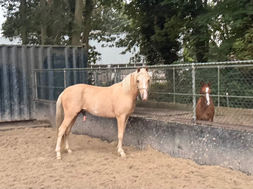 2,5 jarige Palomino hengst D-pony + afstamming RONTGEN GOED, Met stamboom, Springpony, Hengst, 3 tot 6 jaar
