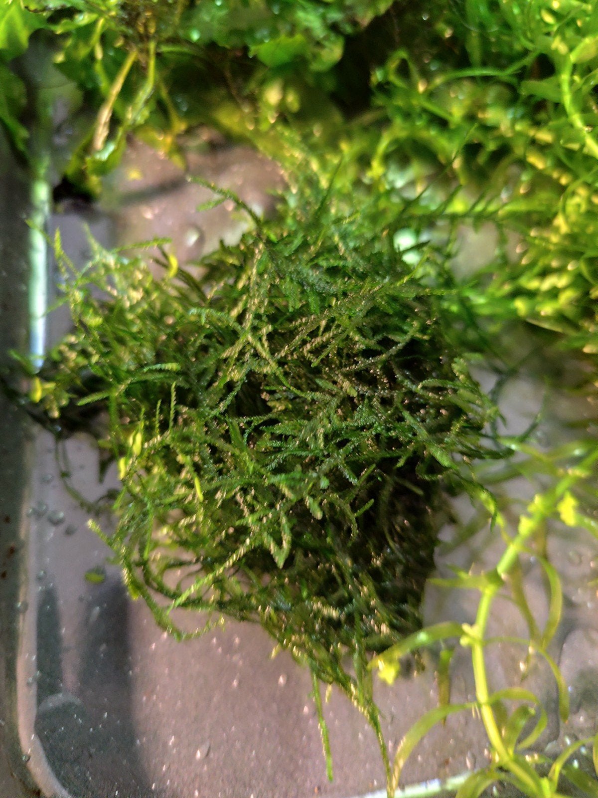 Aquariumplanten, Dieren en Toebehoren, Ophalen