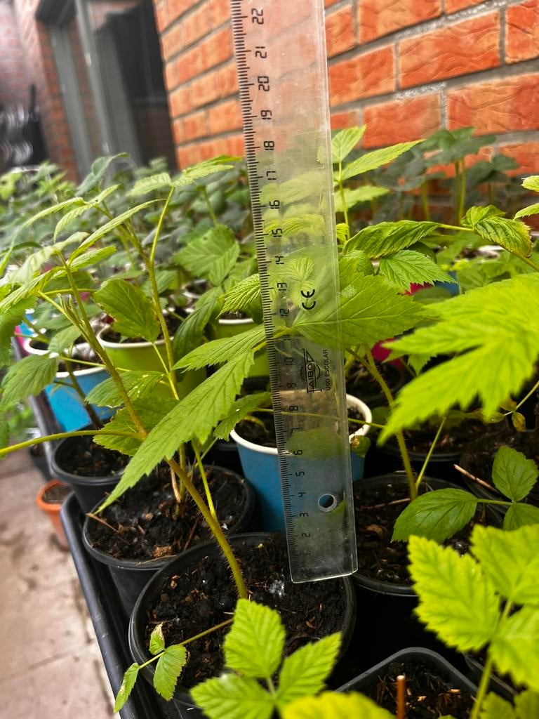 Jonge frambozenplanten – 10 stuks voor €15, Ophalen of Verzenden, Nieuw