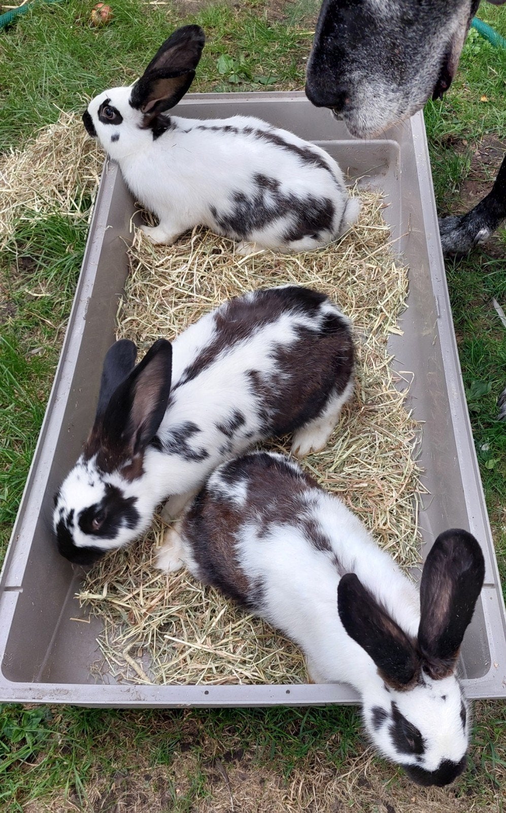 voedsters reuze vlinders, Dieren en Toebehoren, Konijnen