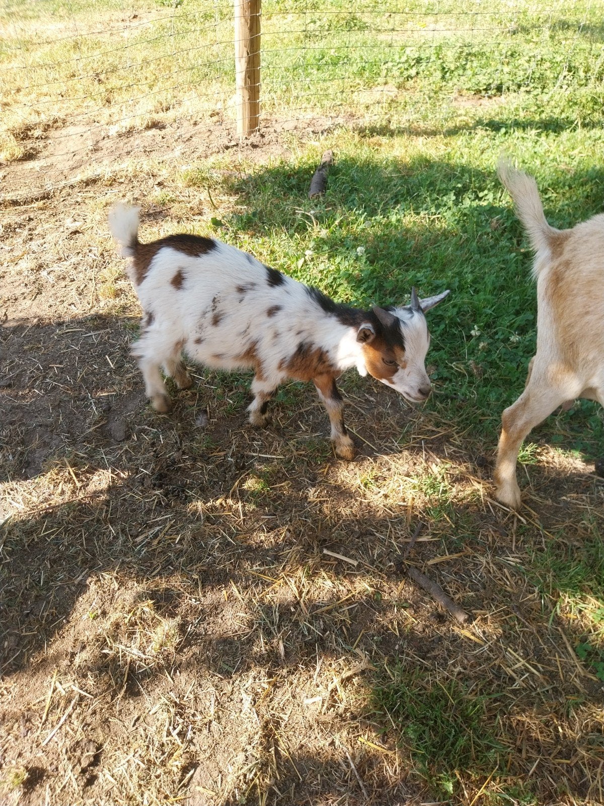 Geitenbok. 3 maand oud. Handtam, Dieren en Toebehoren, Schapen, Geiten en Varkens, Mannelijk, Geit, 0 tot 2 jaar