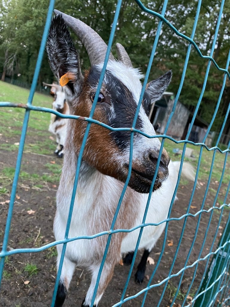 Dwerggeitjes te koop, Dieren en Toebehoren, Meerdere dieren, Geit, 0 tot 2 jaar