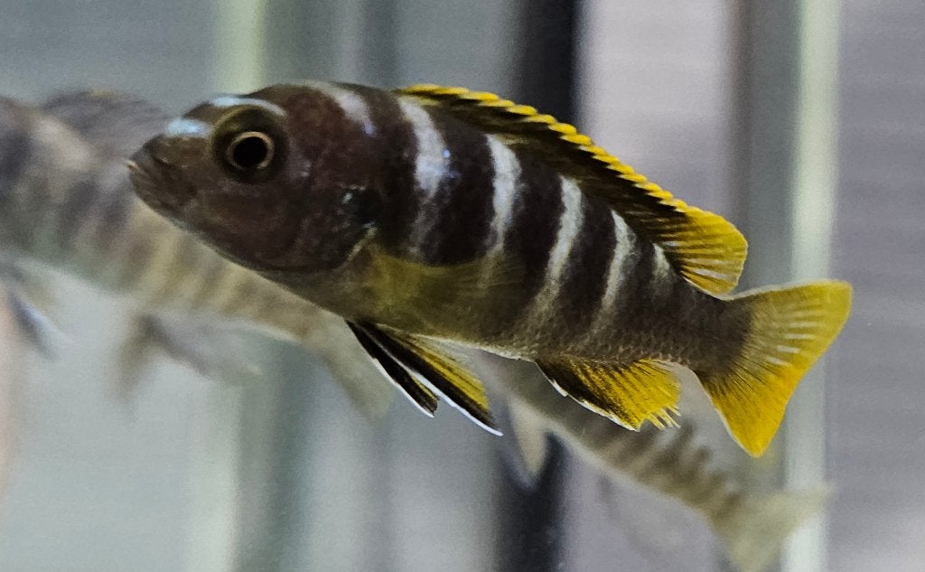 Cichlidés Labidochromis mbamba Bay Malawi, Poisson, Poisson d'eau douce