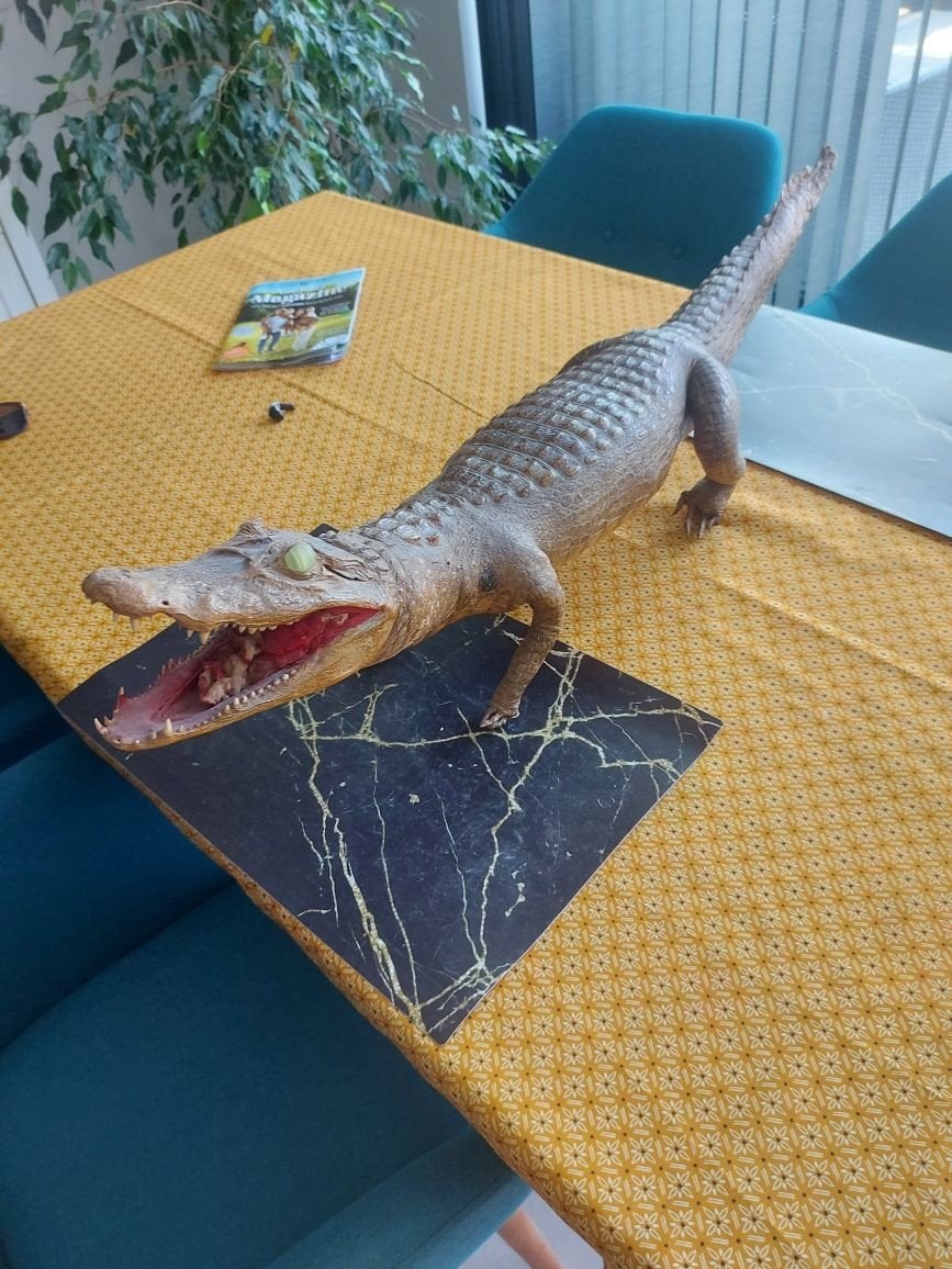 Opgezette alligator ( kaaiman), Collections, Collections Animaux, Enlèvement