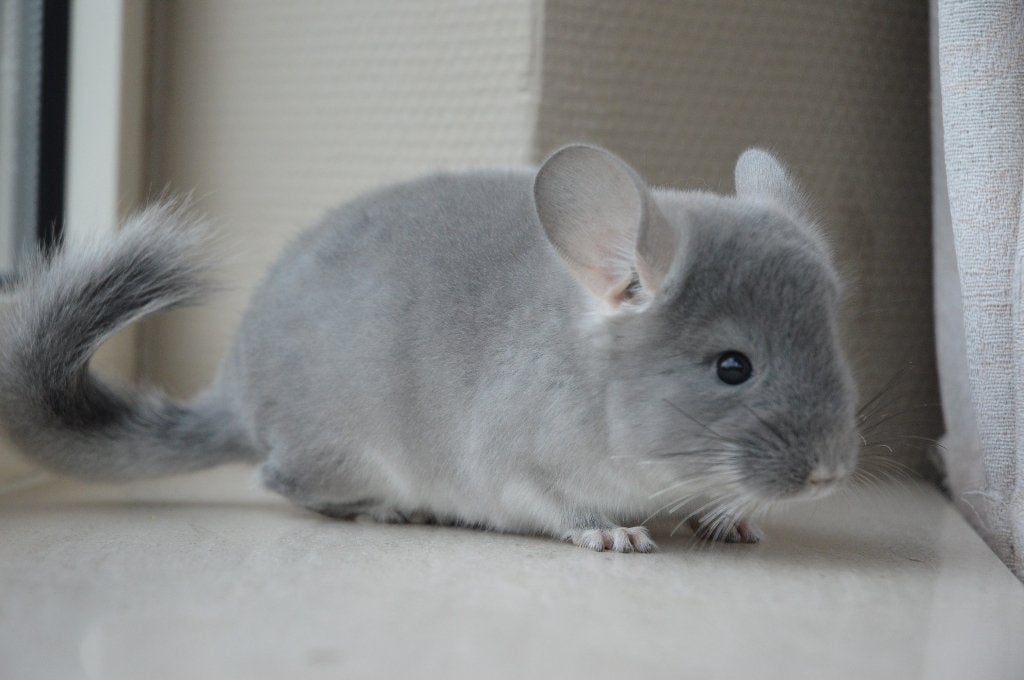 chinchilla jonge bokjes direct beschikbaar, Dieren en Toebehoren, Chinchilla, Mannelijk, Juli, Tam