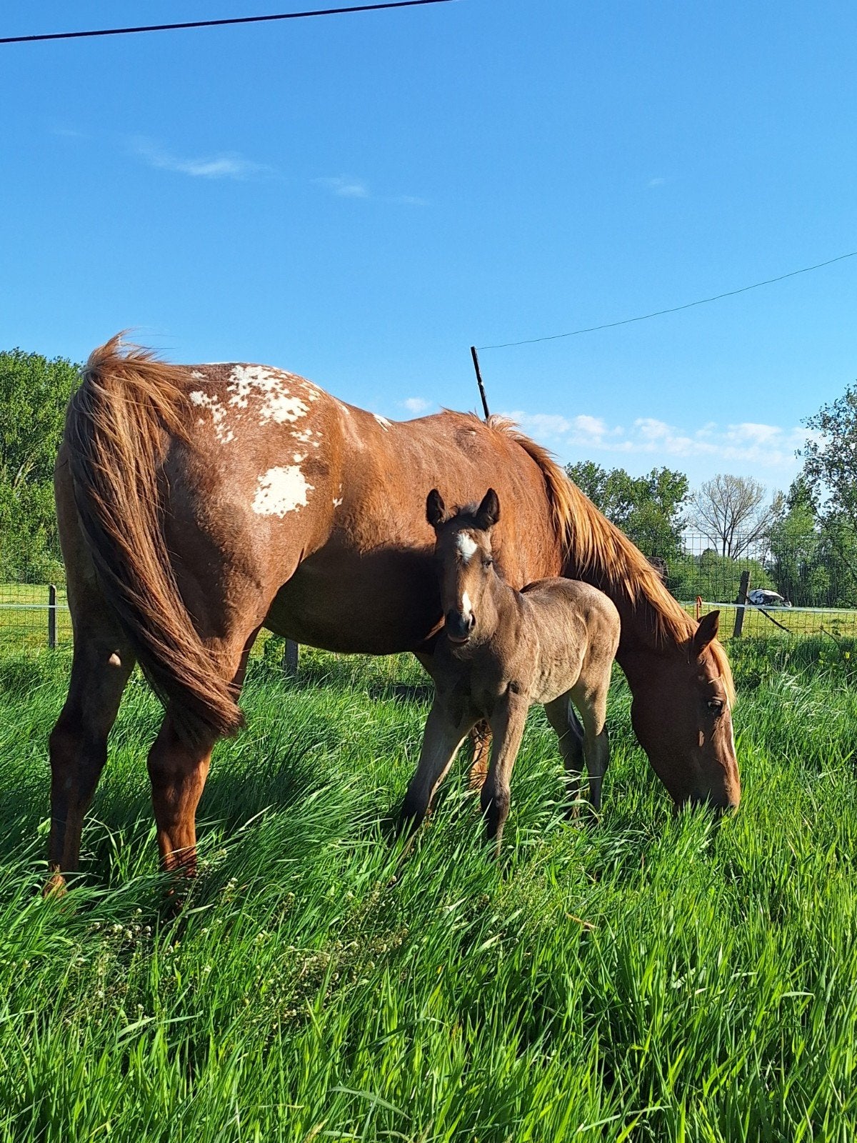 appaloosa veulen, Dieren en Toebehoren, Met stamboom, Minder dan 160 cm, Niet van toepassing, 0 tot 2 jaar
