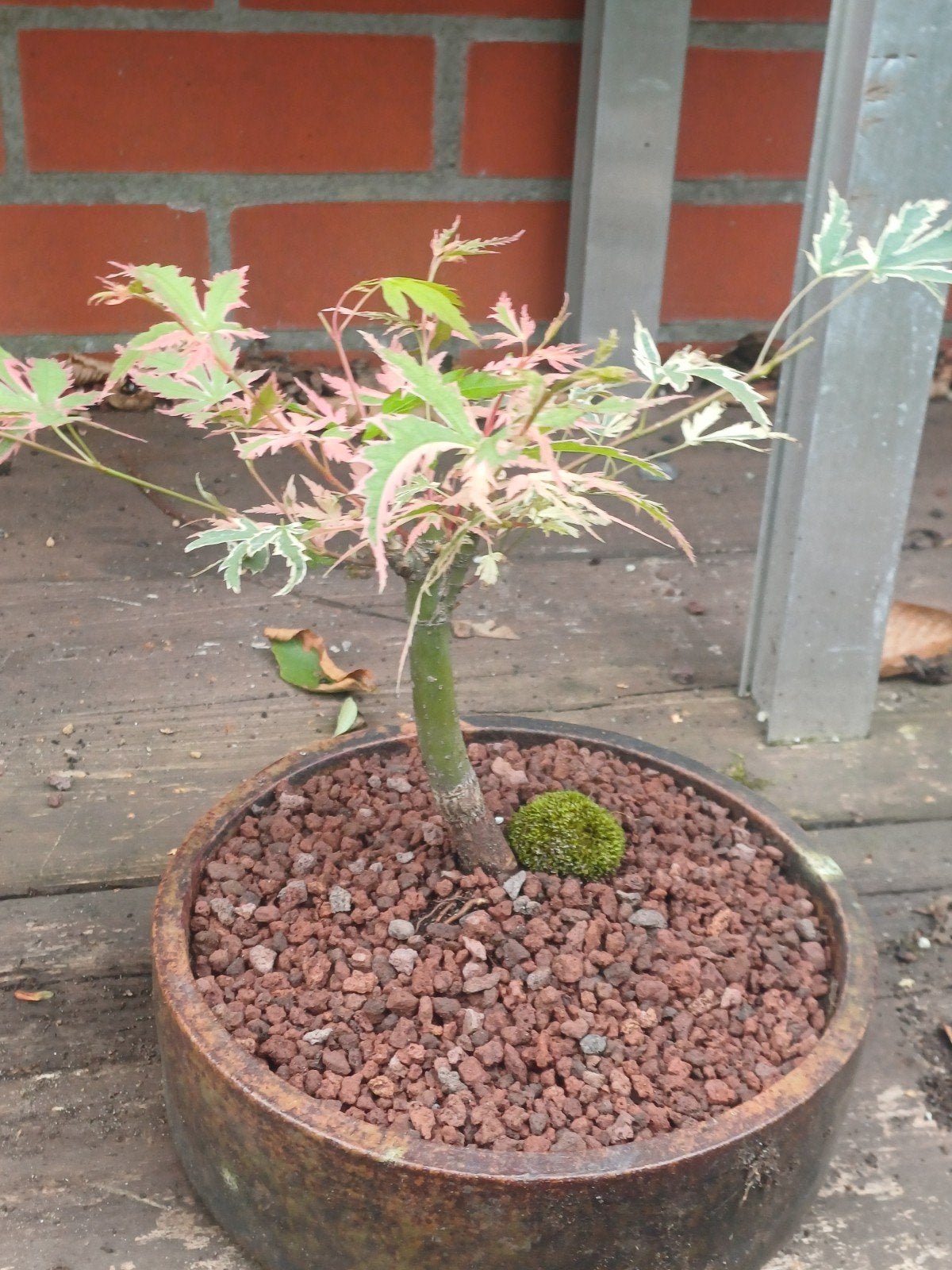 1 acer butterfly, Tuin en Terras, Ophalen