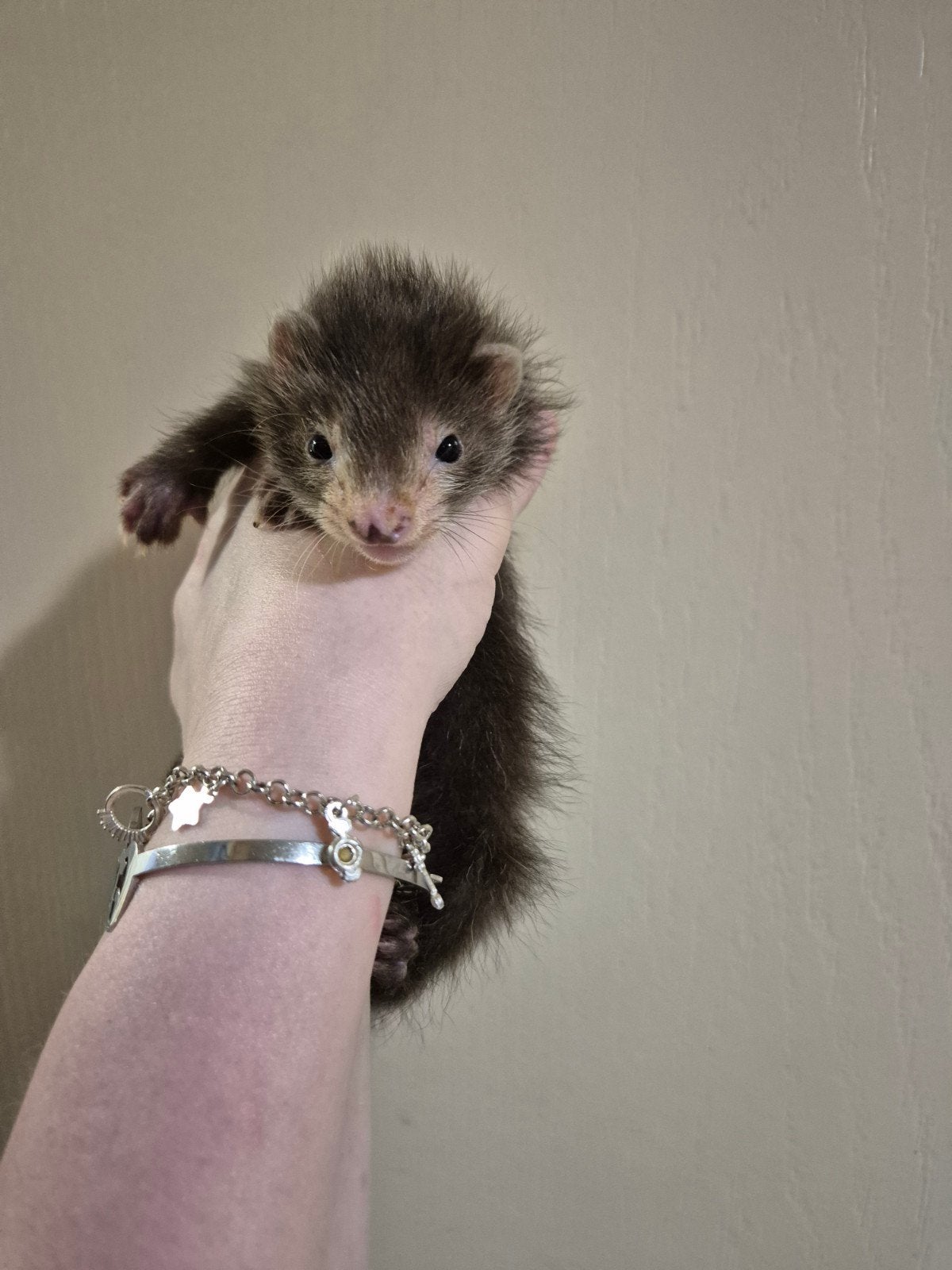 nog 1 mooi vol angora fretten moertjes pup, Mei, Vrouwelijk