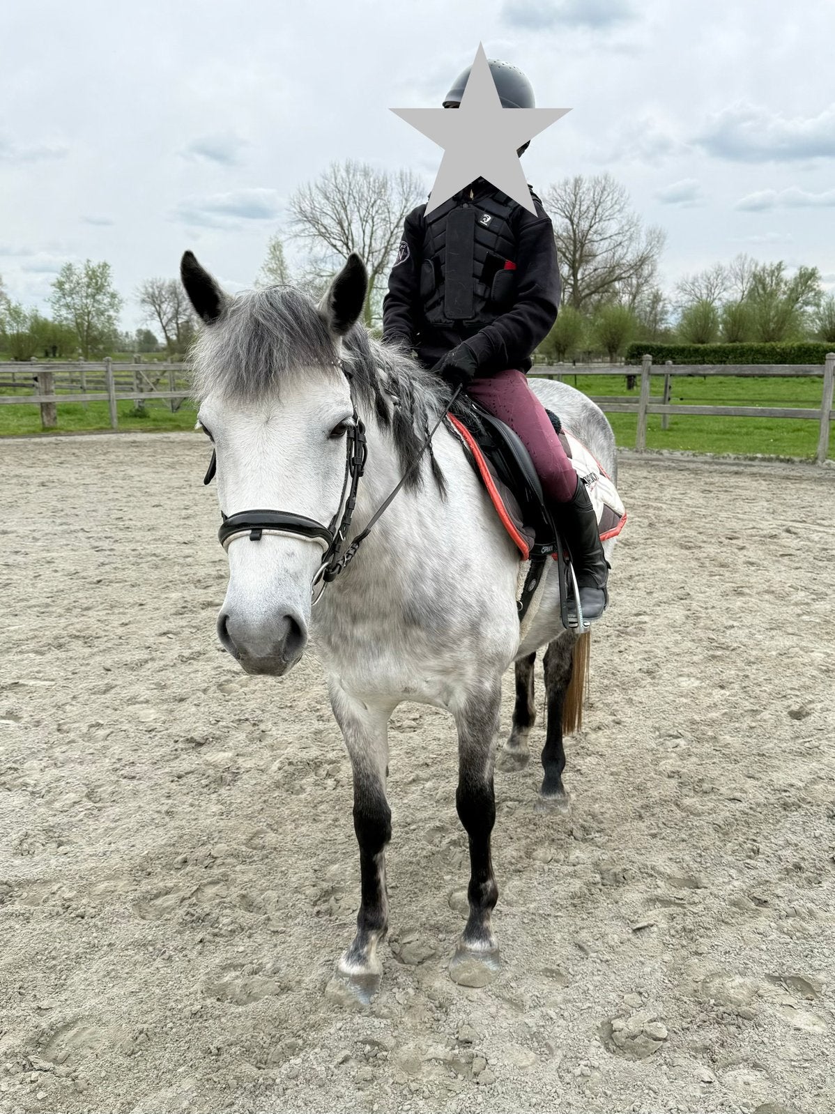 C- Pony merrie 10 jaar, Animaux & Accessoires, Poneys, Jument
