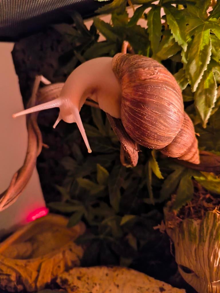 Lissachatina Fulica Albino Body, Dieren en Toebehoren, Reptielen en Amfibieën