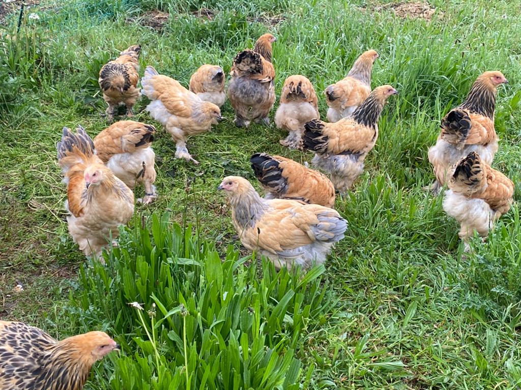 Brahma hennen, Femelle, Poule ou poulet