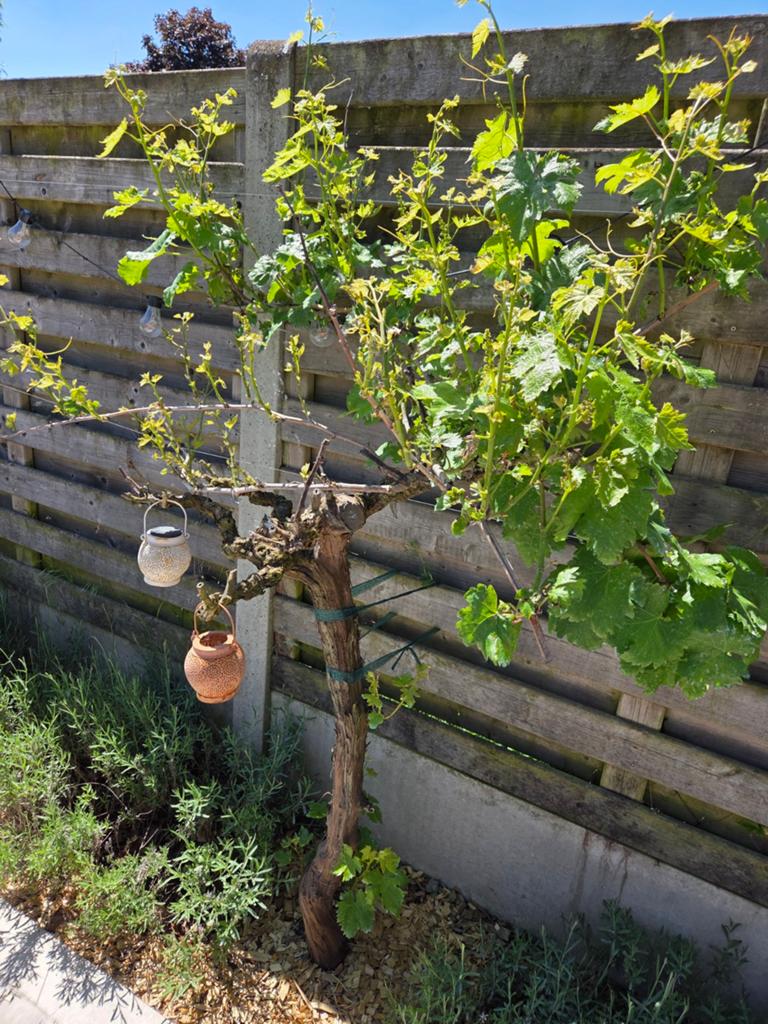 Druivelaar gratis ophalen, Ophalen