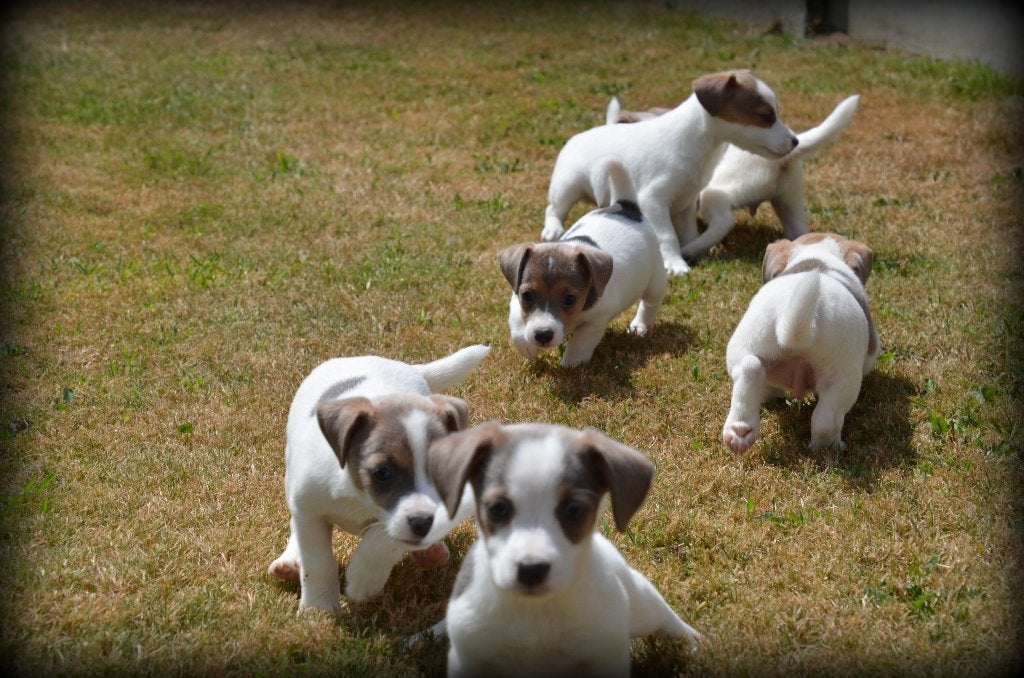 Chiots Jack Russell, Animaux & Accessoires, Plusieurs, Jack Russel Terrier, Hépatite contagieuse (maladie de Rubarth), Belgique