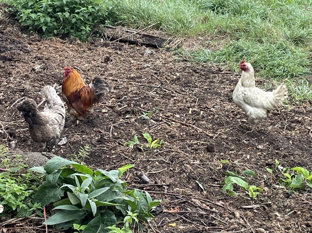 2 kippen + haan, Plusieurs animaux, Poule ou poulet