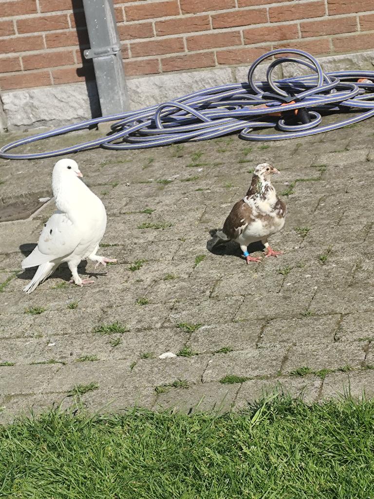 Sierduif, Dieren en Toebehoren, Vogels | Duiven, Mannelijk, Overige soorten