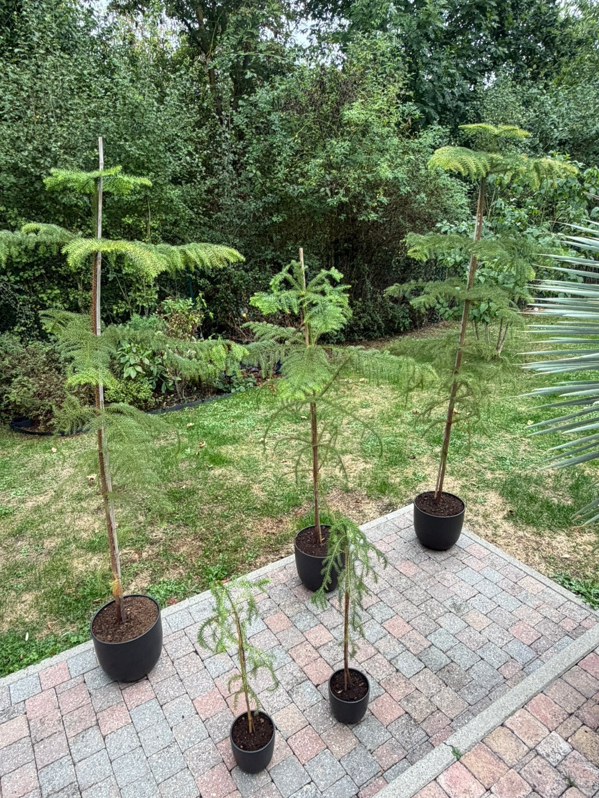 5x Araucaria angustifolia, Enlèvement