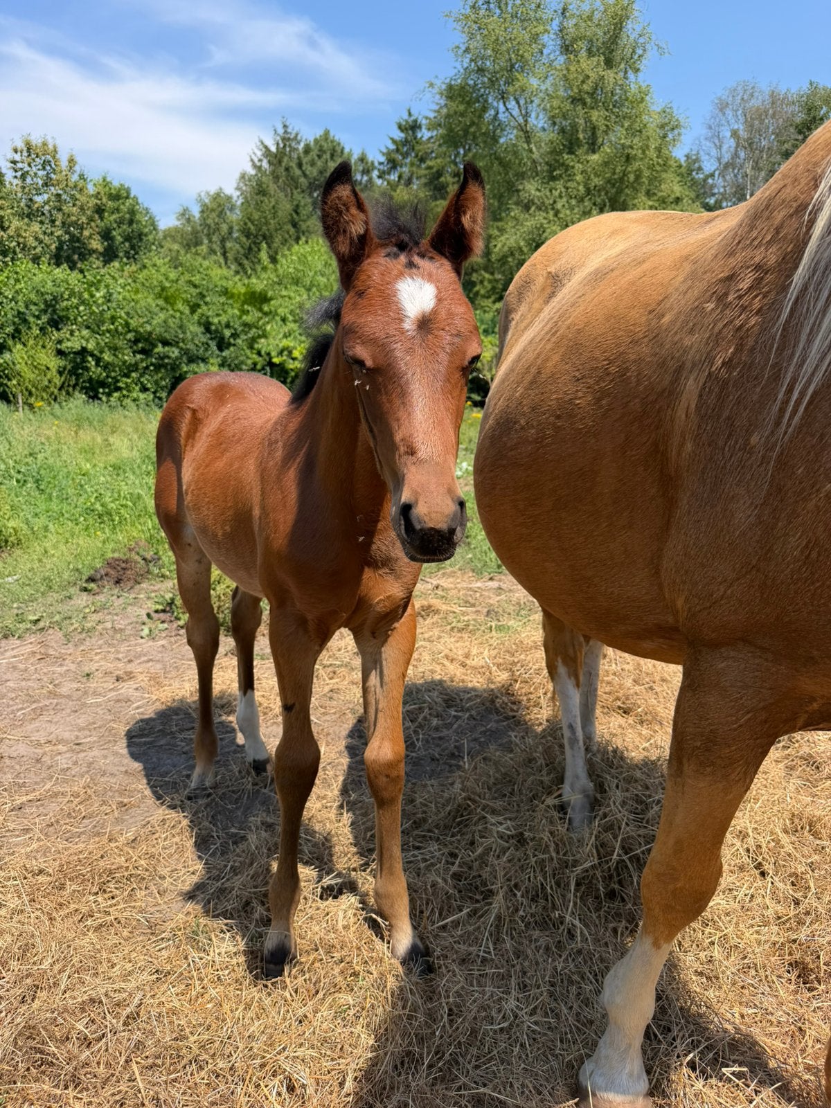 Belle pouliche, Animaux & Accessoires, Chevaux, Jument