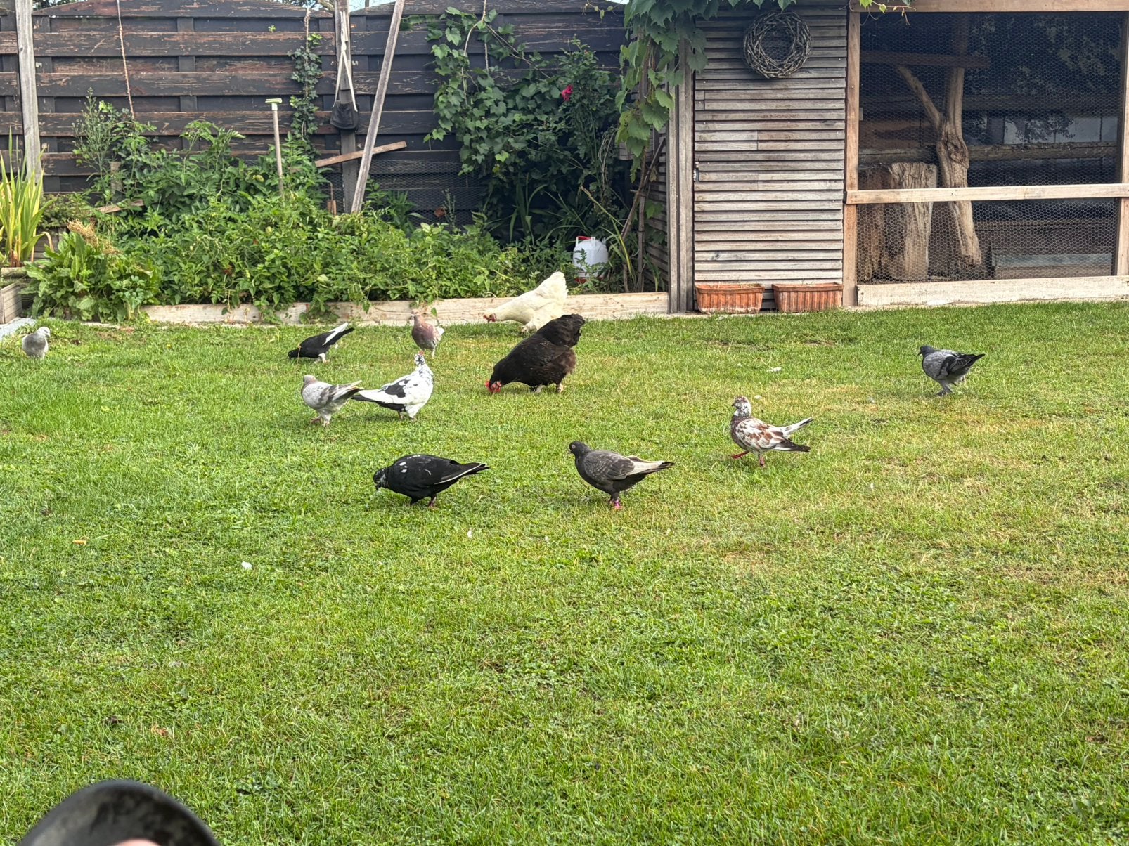 De beaux pigeons différents : 8€, pièces