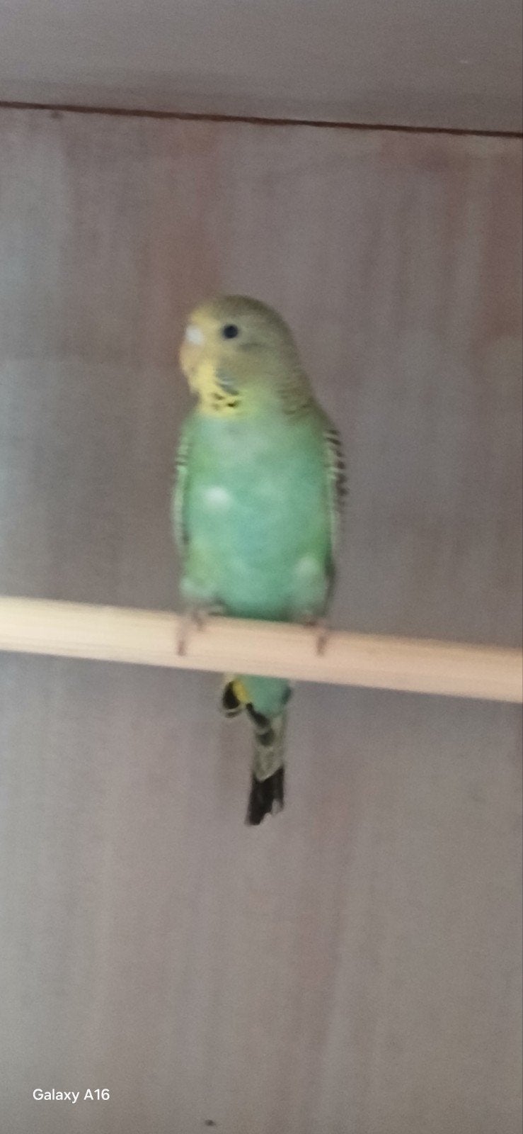 2 vogels