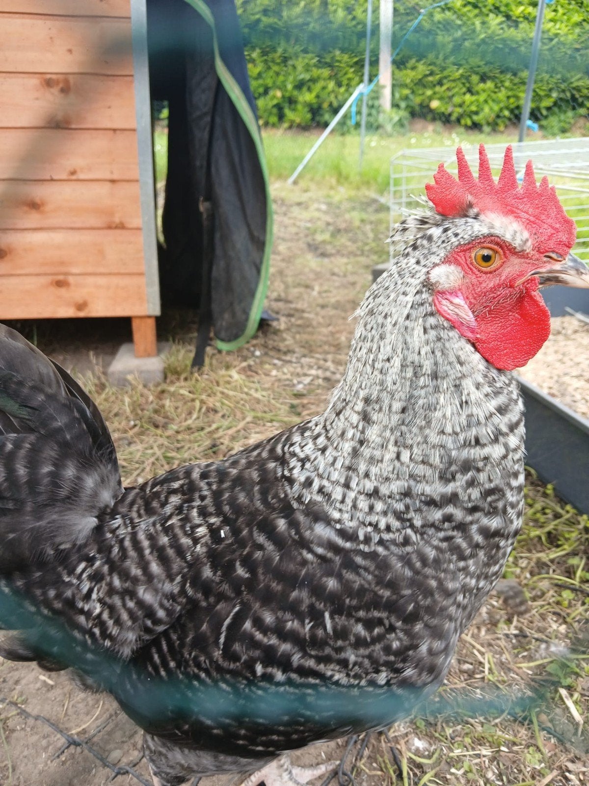 Mooie jonge Marans haan, Dieren en Toebehoren, Pluimvee