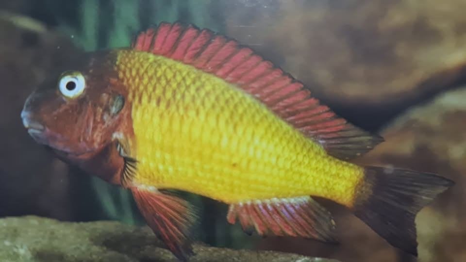Gezocht: Tropheus Moorii ilangi of Nkonde, Dieren en Toebehoren, Vis, Zoetwatervis