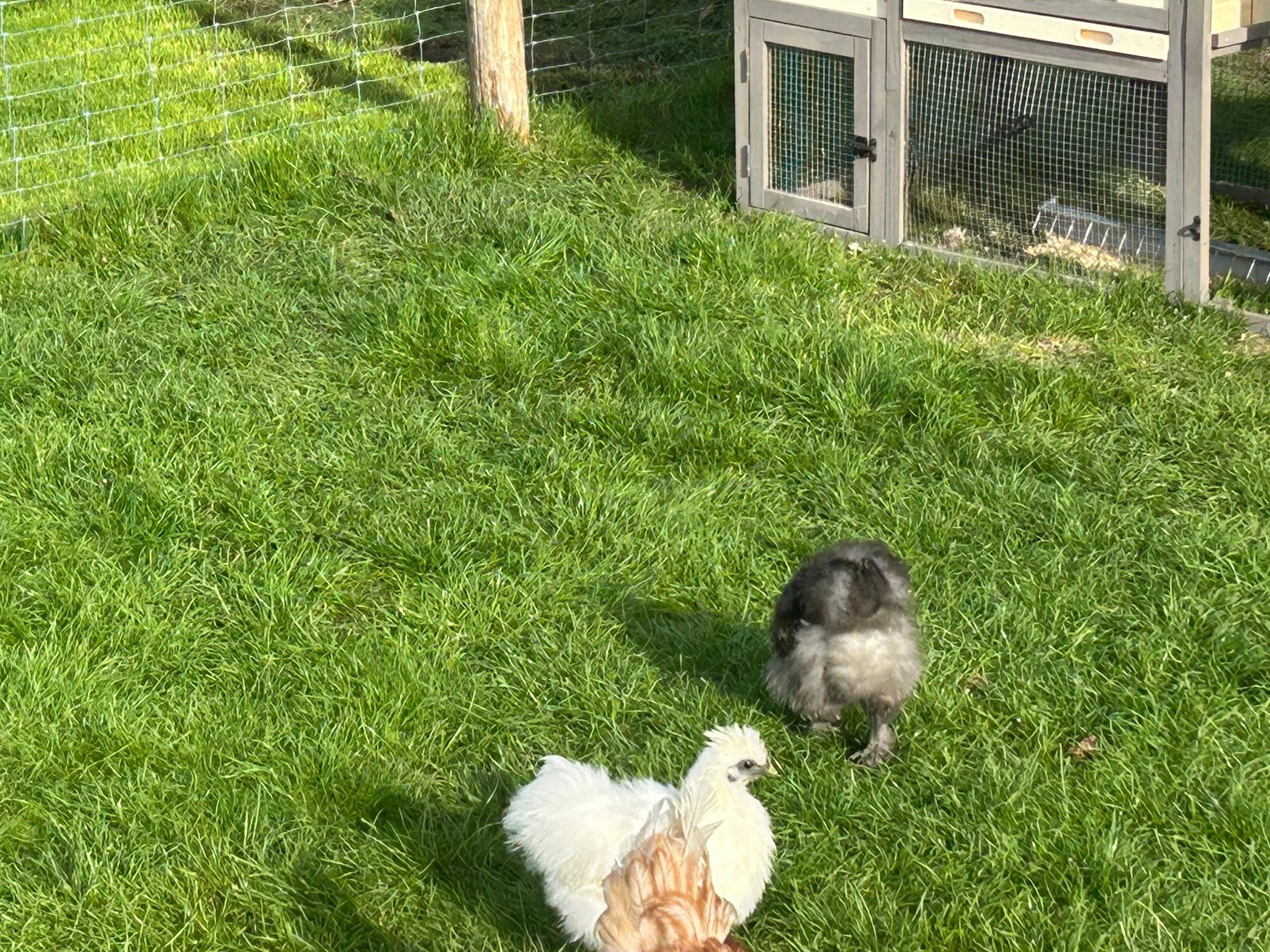 Zijdehoentjes 4 stuks gratis, Dieren en Toebehoren