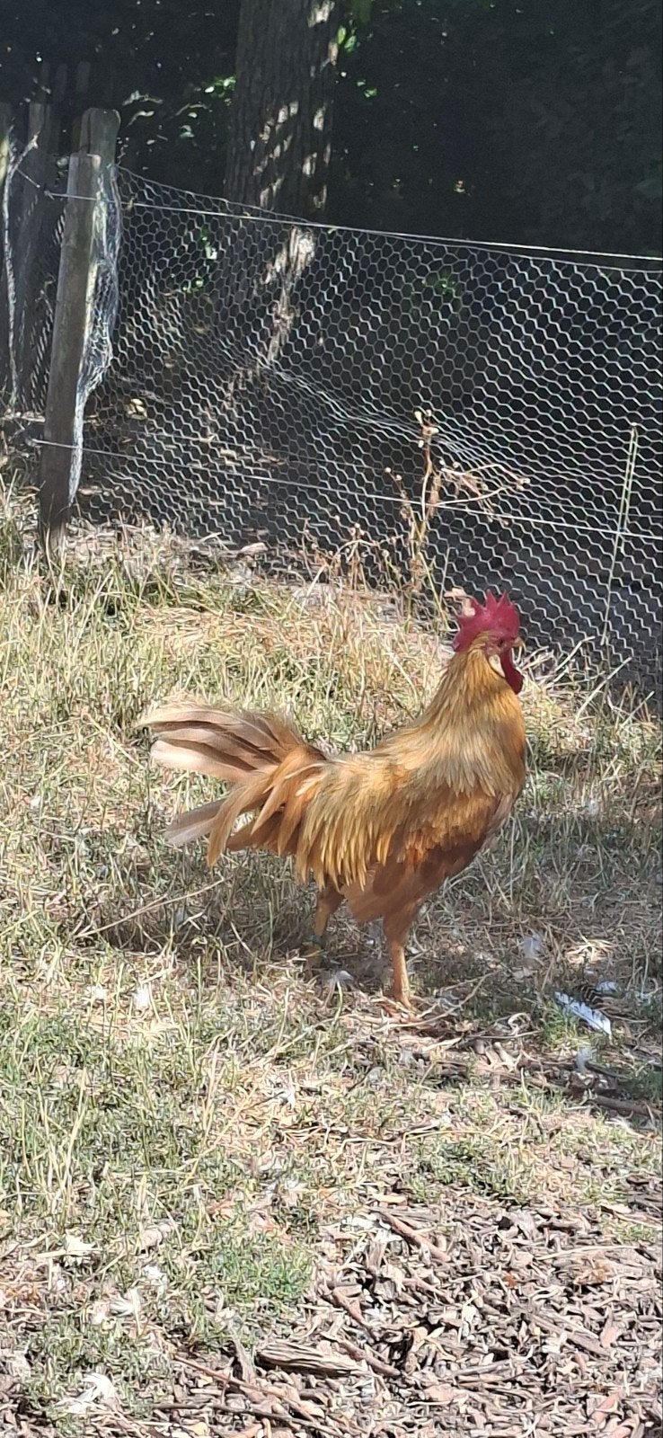 leghorn kriel