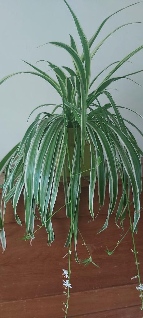 Kamerplant Chlorophytum in bloempot, Ophalen, Overige soorten, Halfschaduw, In pot
