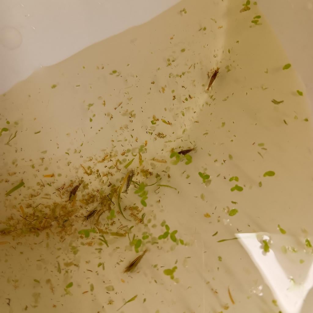 Crevettes de couleur sauvage